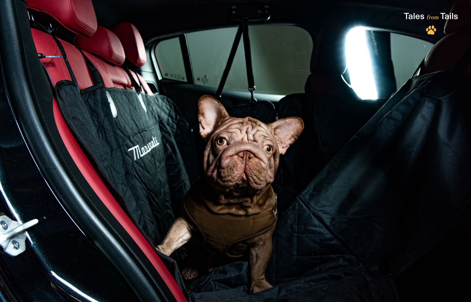 Maserati Brings Luxury to Your Fur Baby