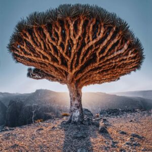 Kristina Makeeva Captures the Magic of Yemen’s Socotra